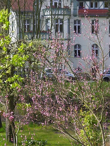 Fruehlingsstrauch in Potsdam, April 2008 Kopie